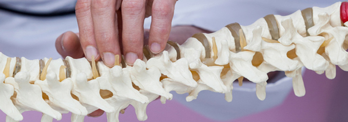 A human hand touches a detailed anatomical model of a spine, showing vertebrae and discs.
